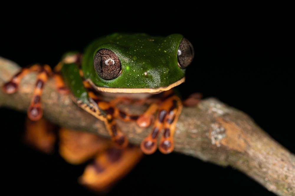 Callimedusa tomopterna