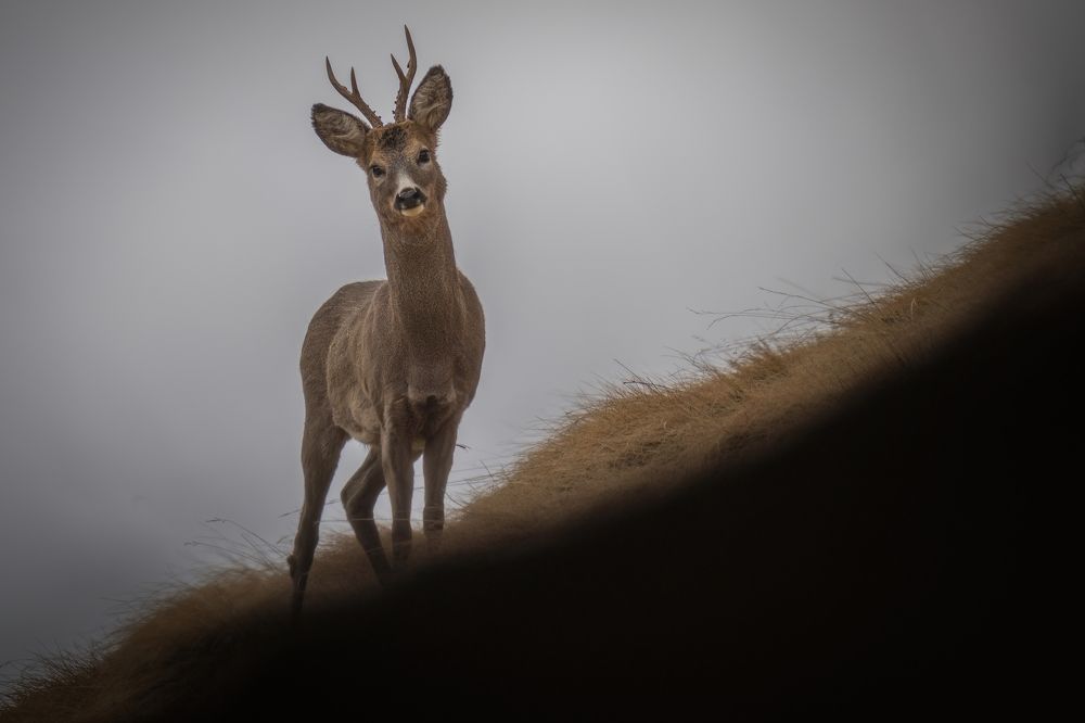 Glance in the shadows