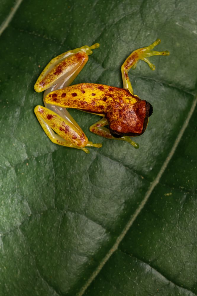 Dendropsophus rhodopeplus
