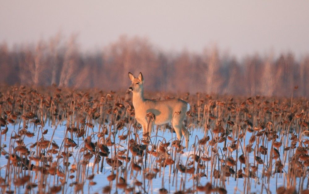 Фотография автора Татьяна Шебаршенко
