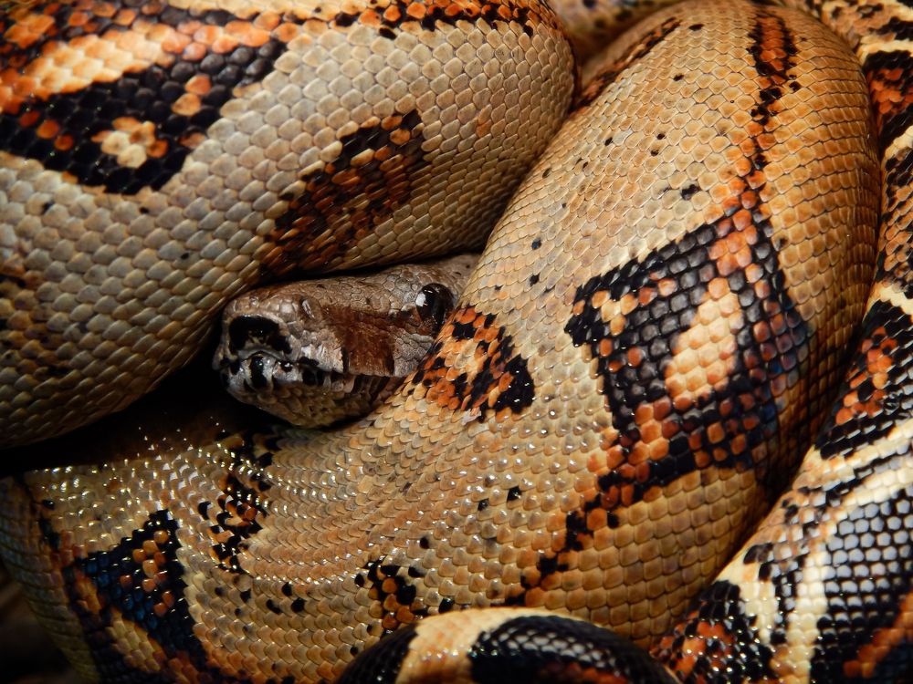 Boa constrictor