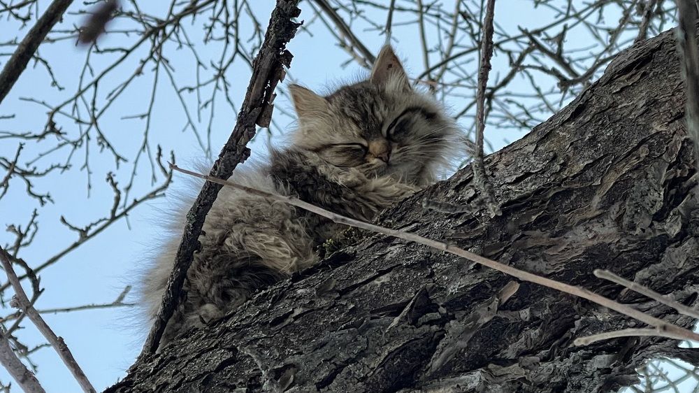 Фотография автора Дарья Лехт