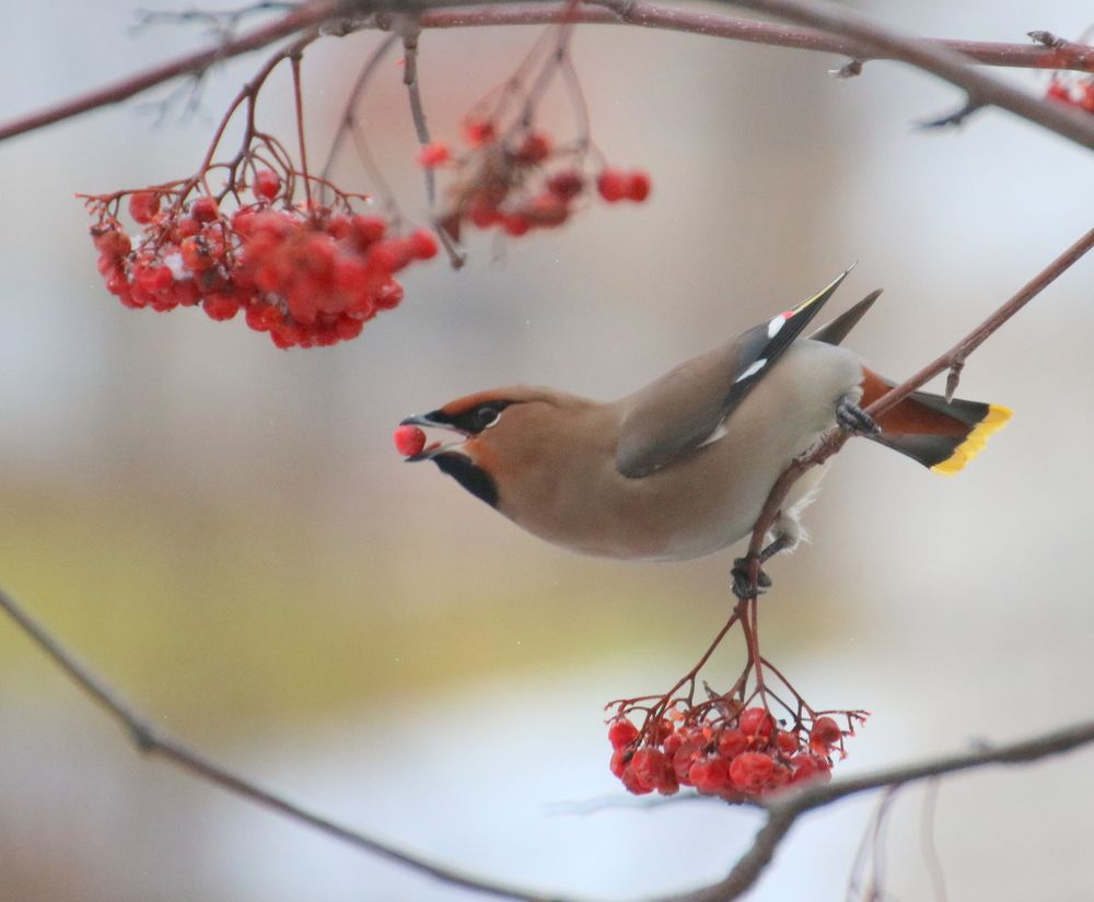 Любители рябины