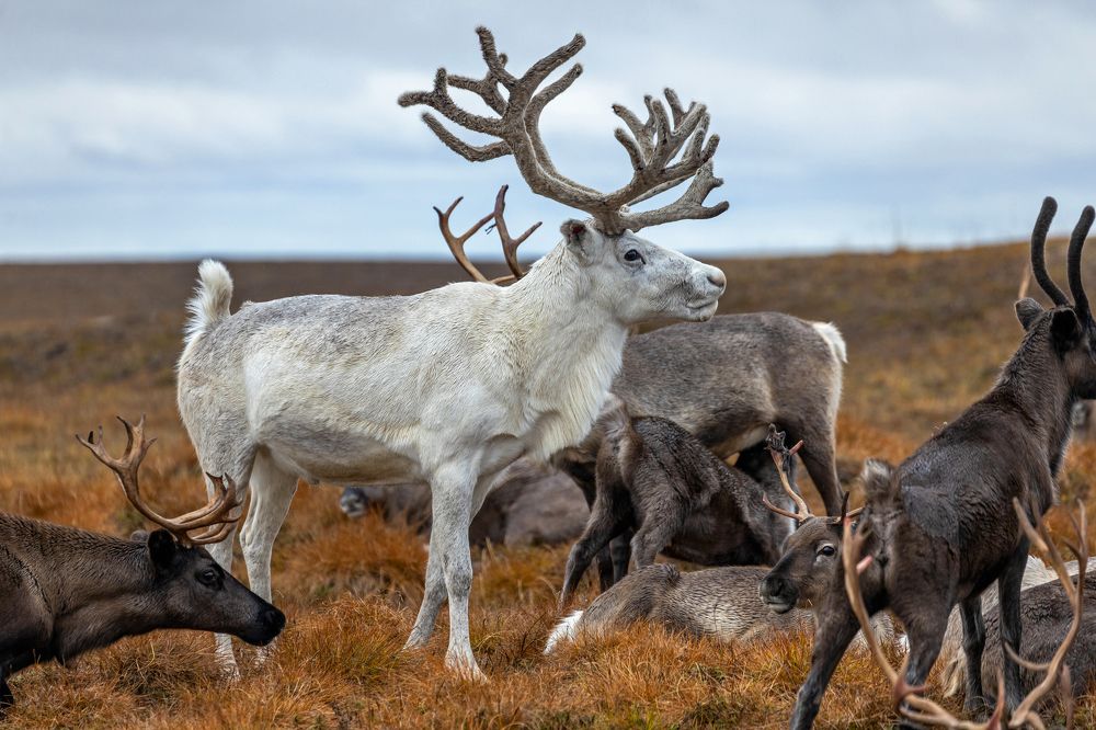 Белый олень