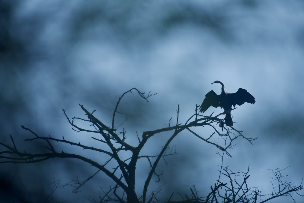 A date with the darters