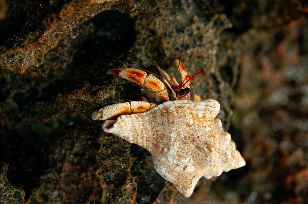 Zanzibar’s Coconut crabs