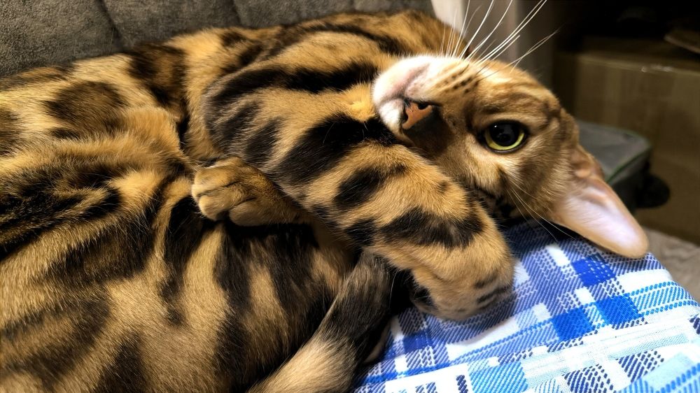 Photograph by Сергей Подлевский