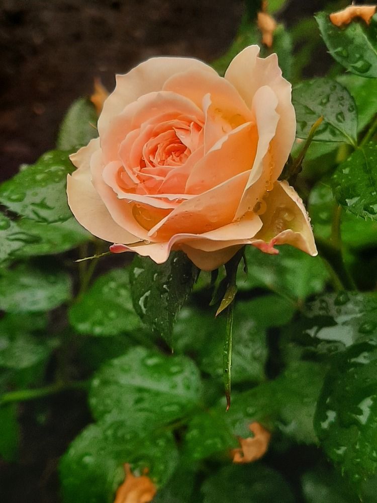 Photograph by Оксана Антипова