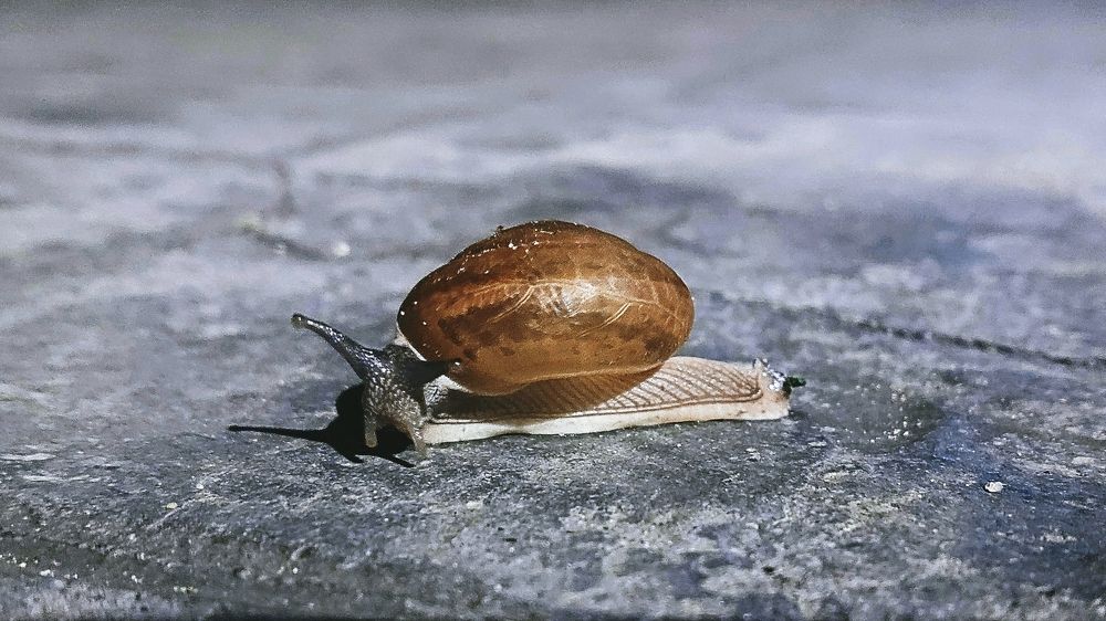 Улитка, ночная встреча