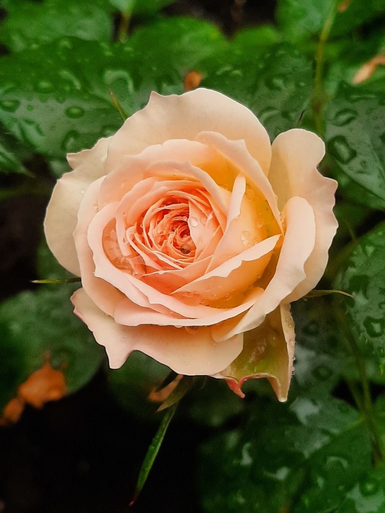 Photograph by Оксана Антипова