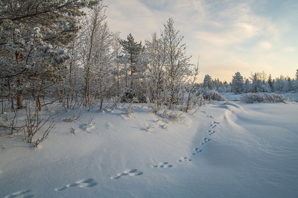 Заячья тропа...