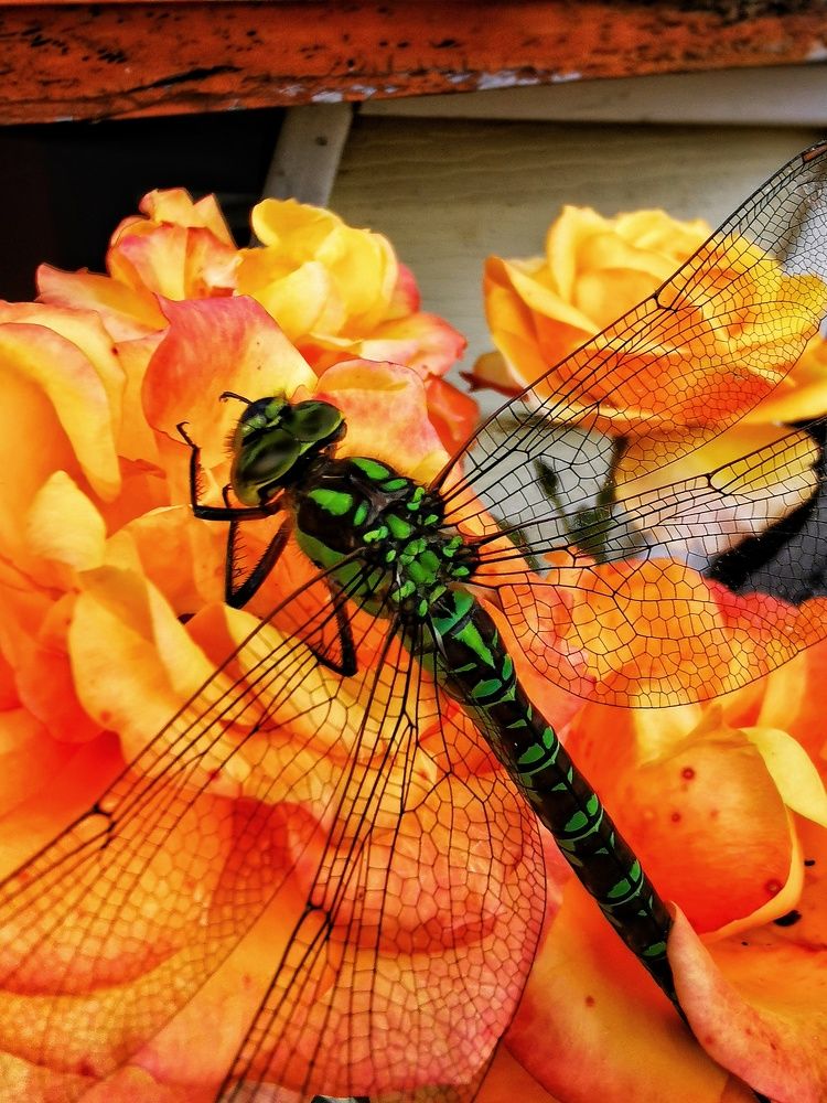 Photograph by Елена Артёменко