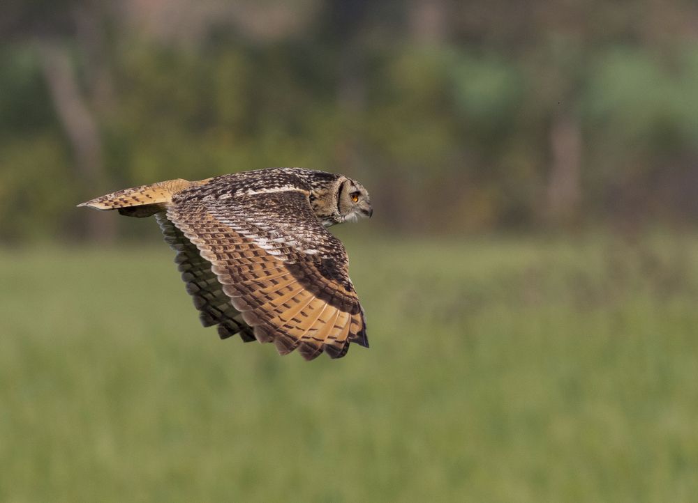 Photograph by kapil kolte