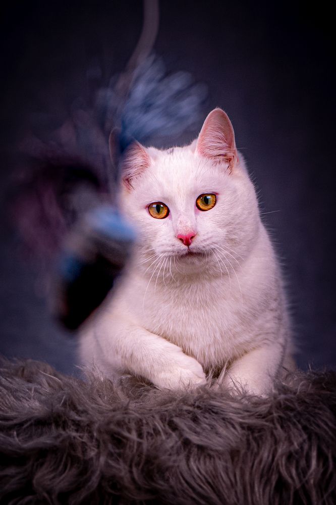 Photograph by Ольга Пачина