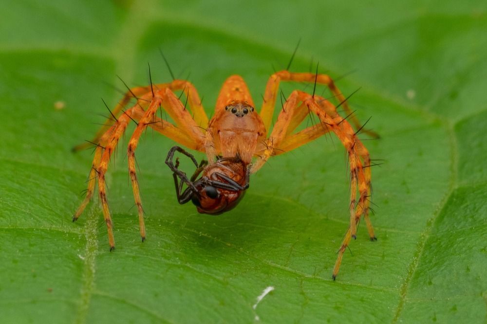 Photograph by Soujanya Bhadra