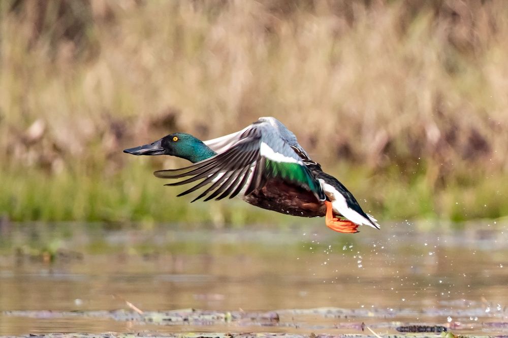 Photograph by Soujanya Bhadra