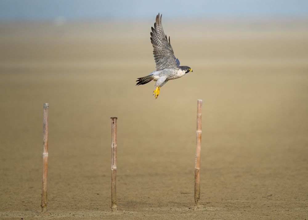 Photograph by Nishant Rana