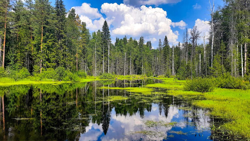 Лесное озеро