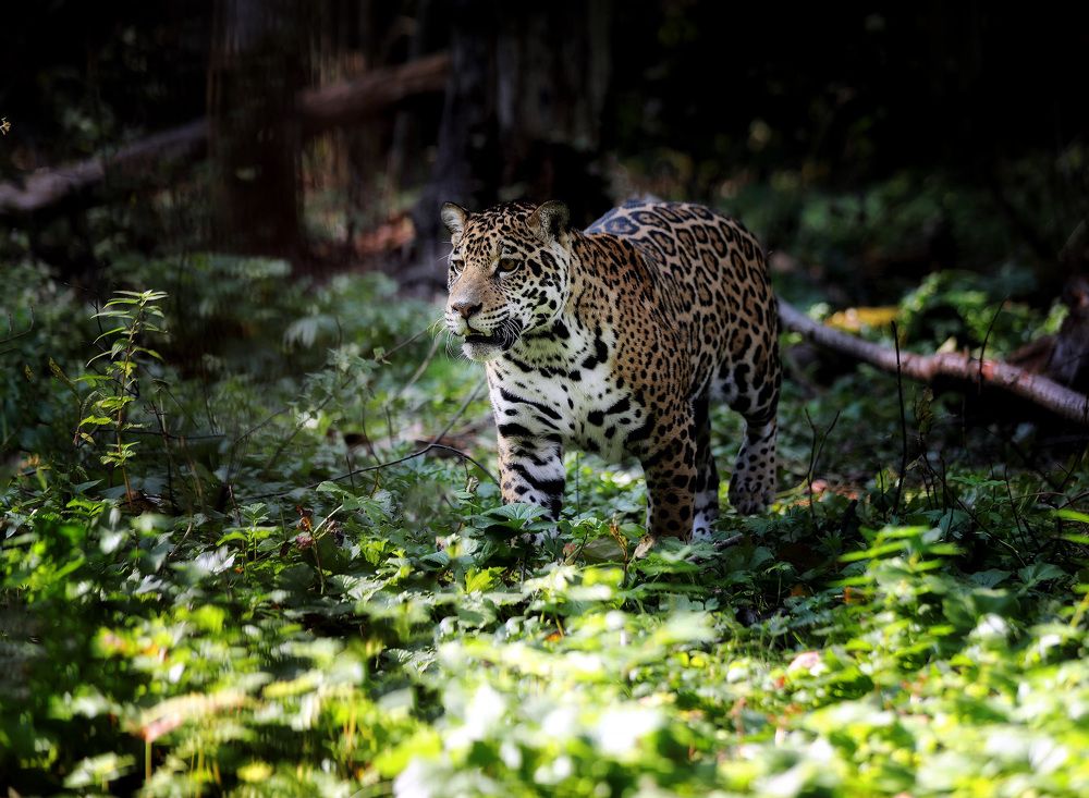 Photograph by Андрей Автухов