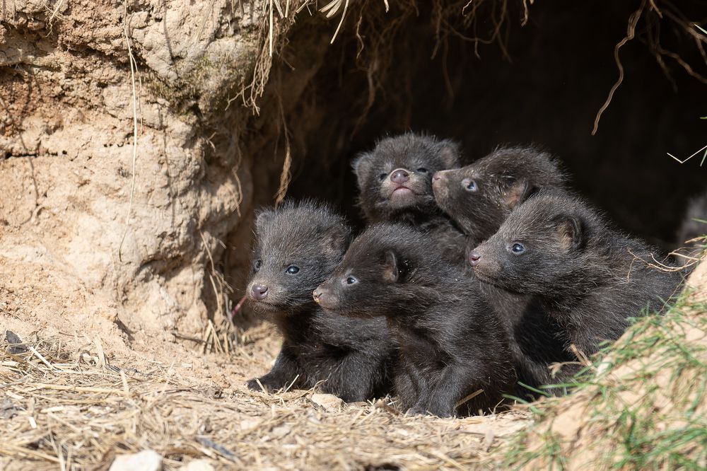 Photograph by Kreicbergs Maris