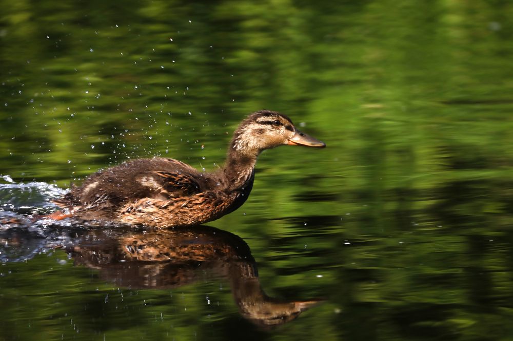 Photograph by Марина Александрова