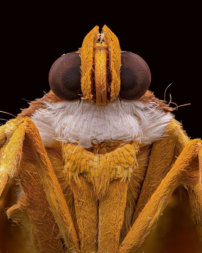 Portrait of a Botyodes moth