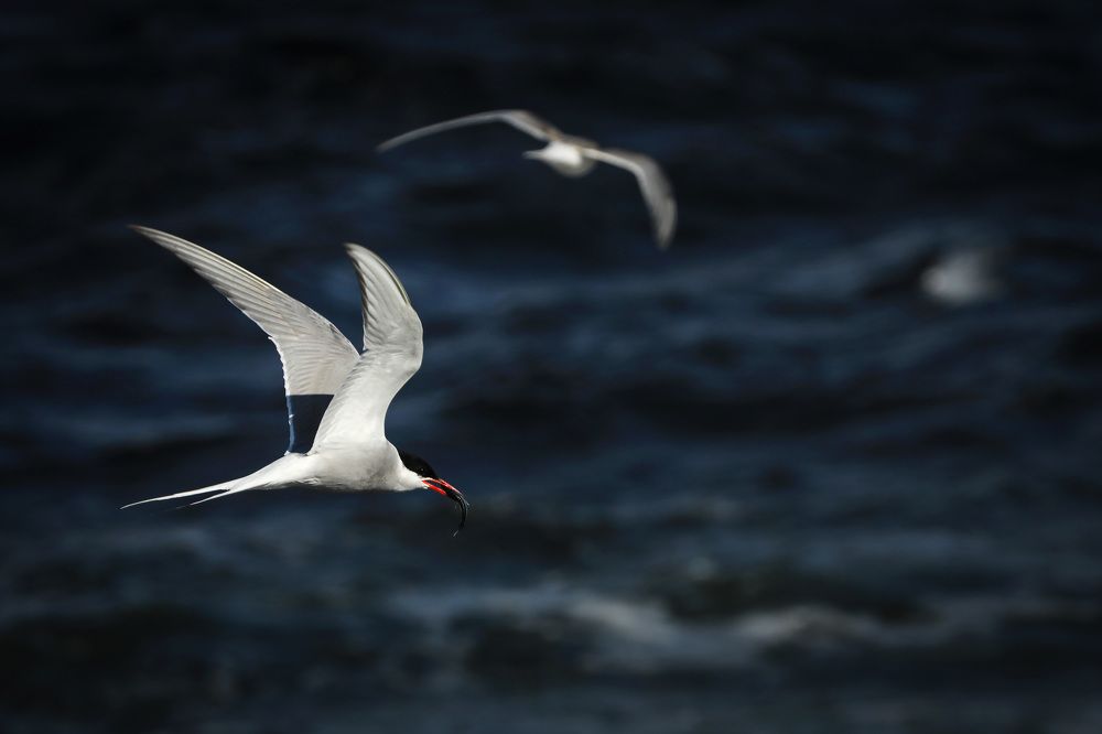 Photograph by Марина Александрова