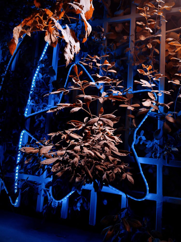 Photograph by عمر خالد الصياد