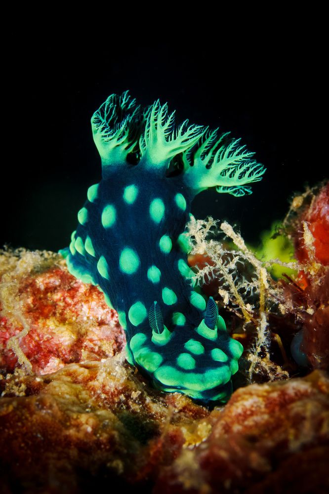 Голожаберные моллюски, Филиппины