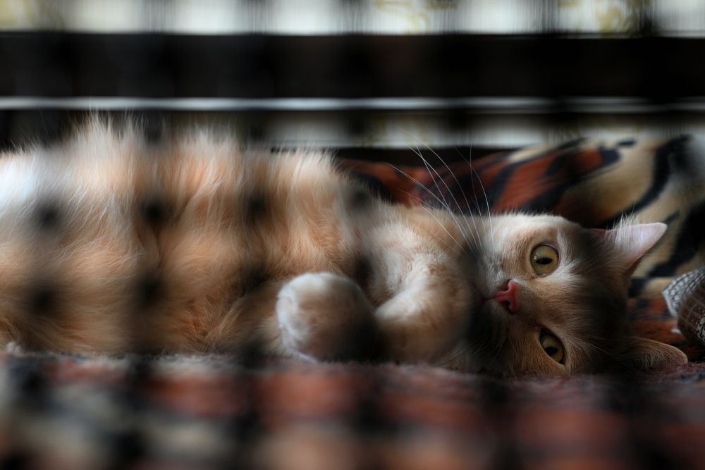 Фотография автора Дмитрий Referee