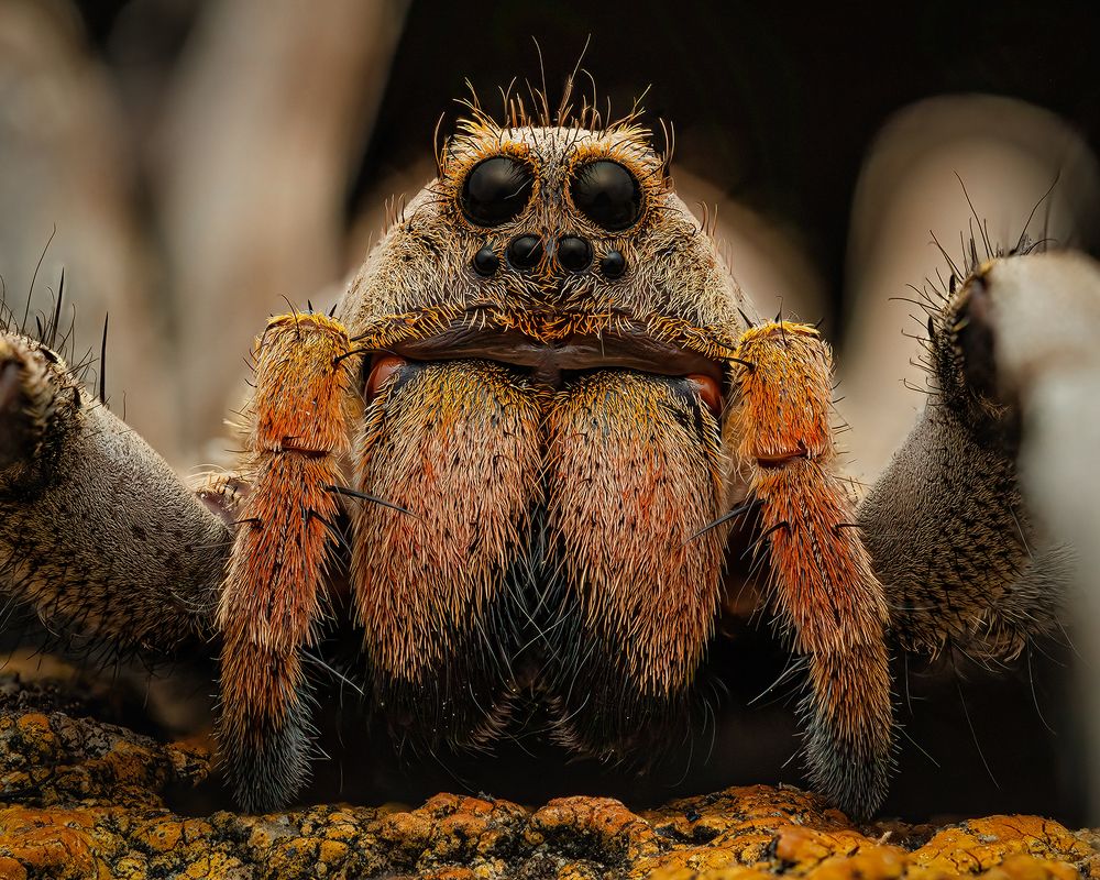 Wolf spider