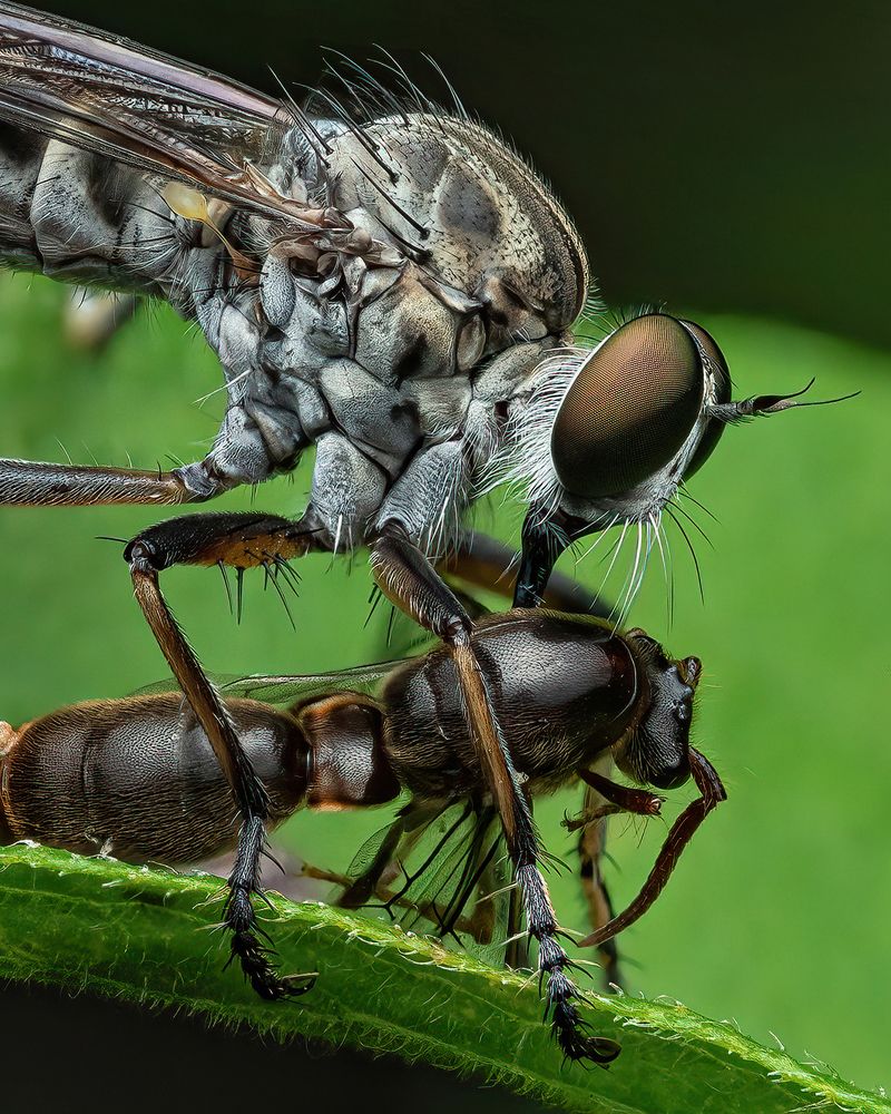 Robberfly with its loot