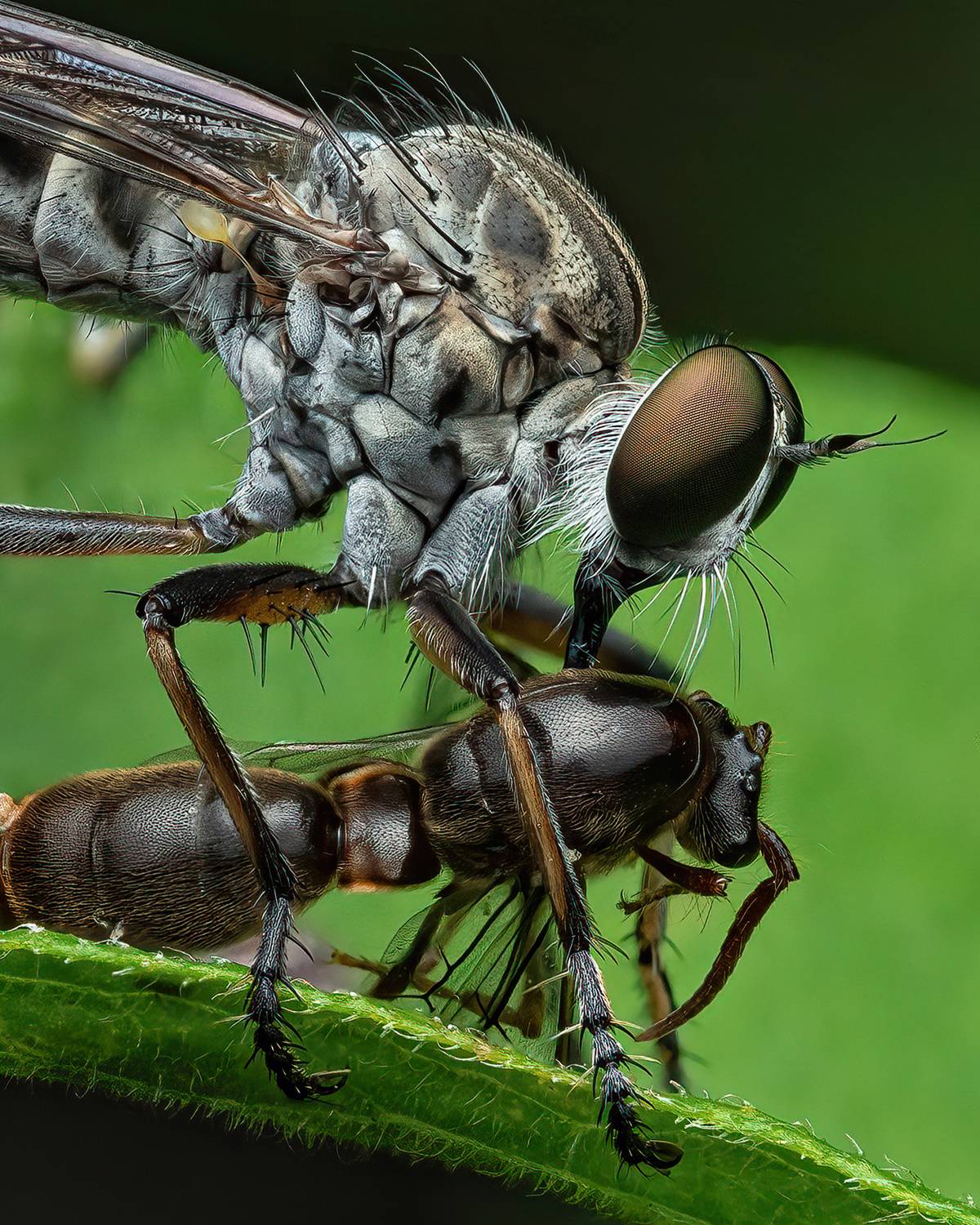 Robberfly with its loot