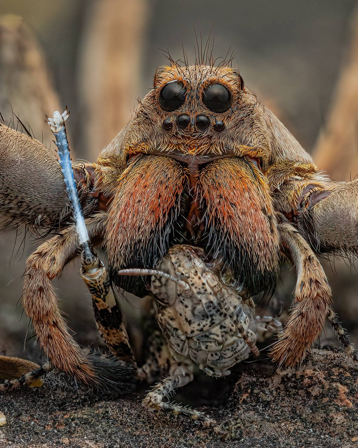 Wolf spider with Prey