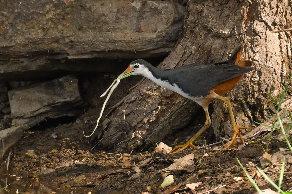 Фотография автора Harshit Sharma