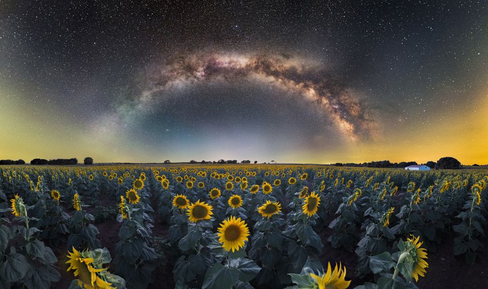 La Vía Lactea sobre un campo de Girasoles
