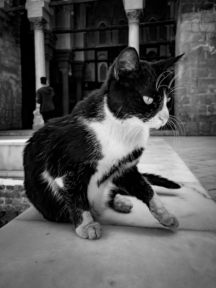 Photograph by عمر خالد الصياد