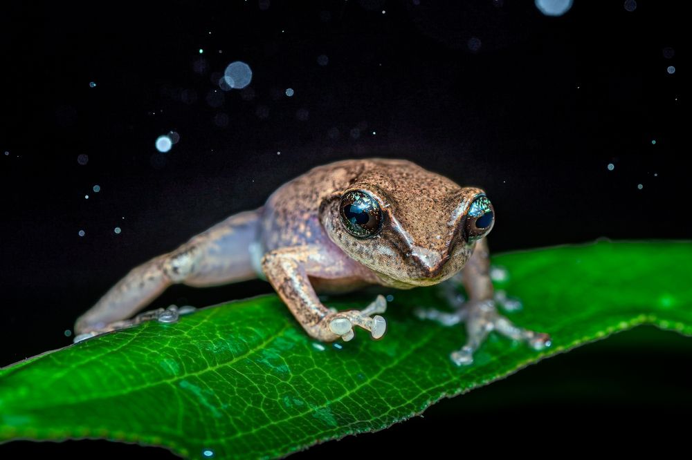 Bokeh world of green-eyed bushfrog