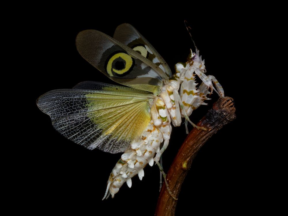 Spiny flower mantis - Pseudocreobotra wahlbergi