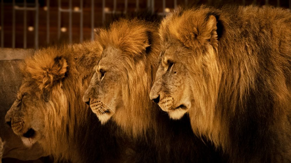 Photograph by Ольга Пачина