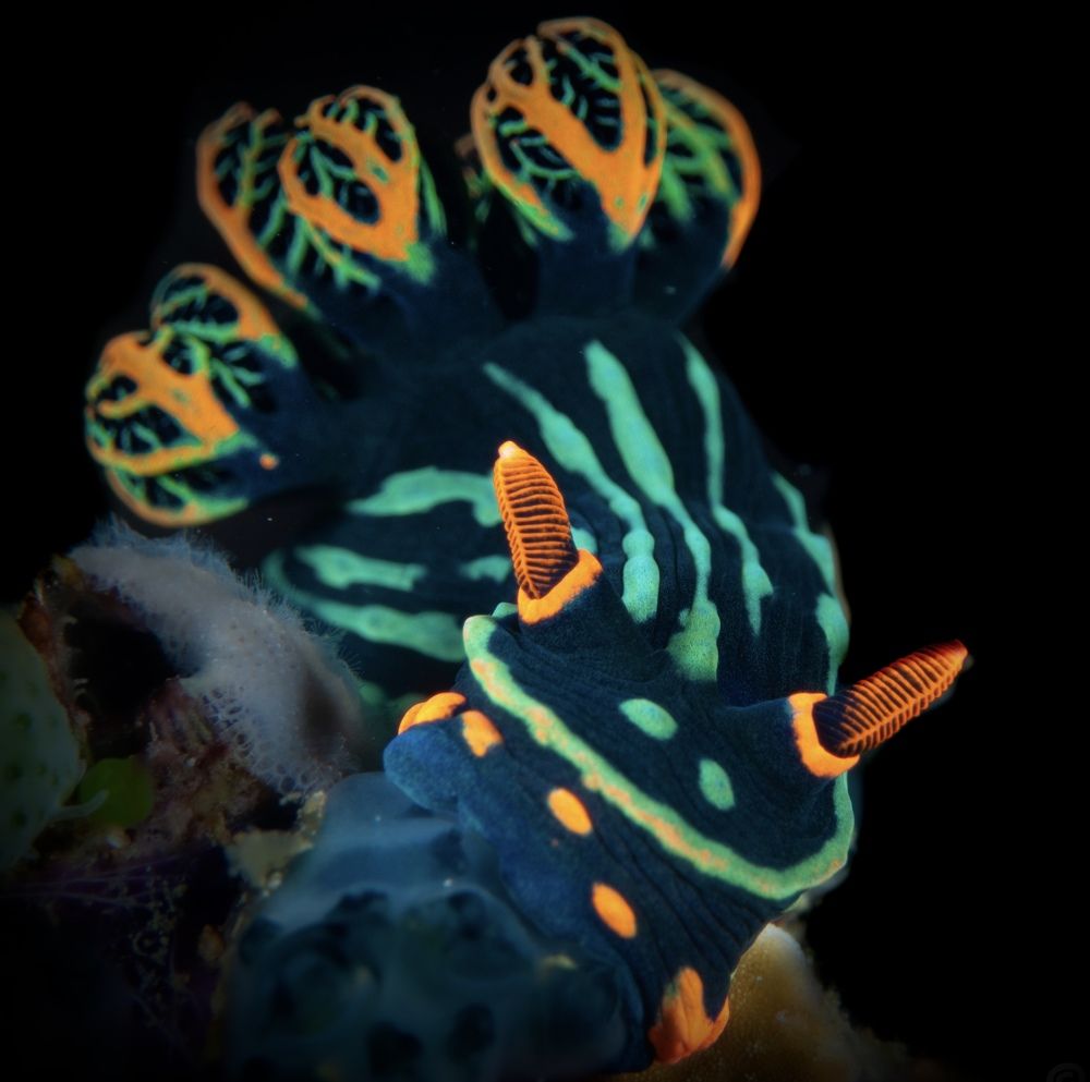 Photograph by Ceci Ver