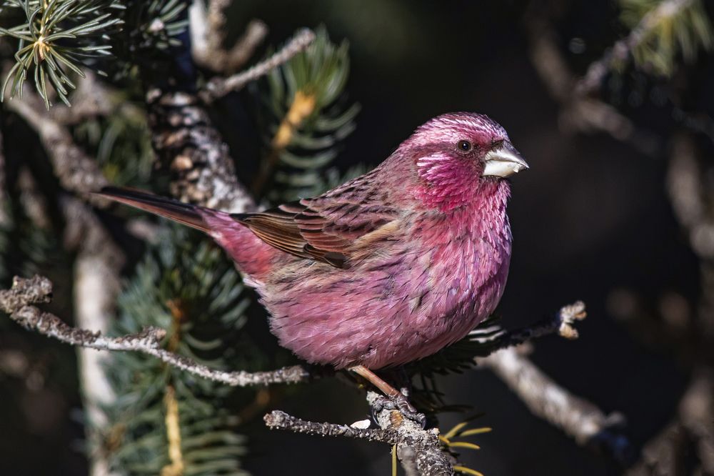Фотография автора Татьяна Меньшикова