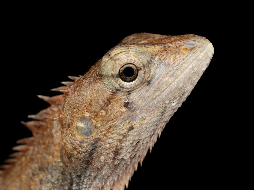 Oriental garden lizard (Calotes versicolor)