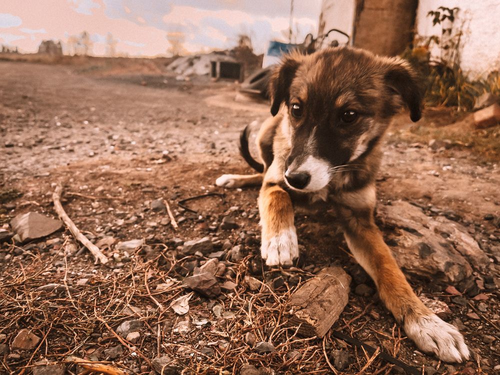 A loyal friend