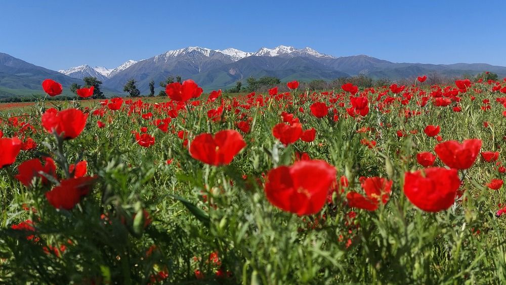 Фотография автора Татьяна Меньшикова