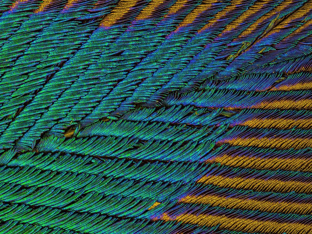 Microscopic detailing on peacock feathers