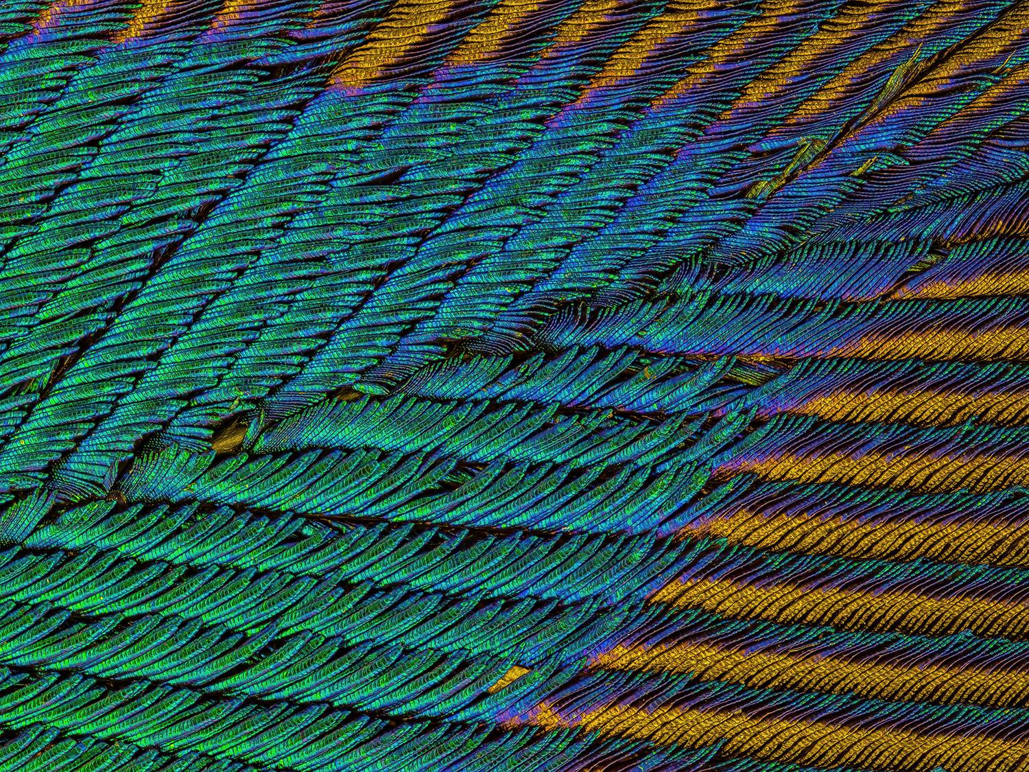 Microscopic detailing on peacock feathers Microscopic detailing on peacock feathers