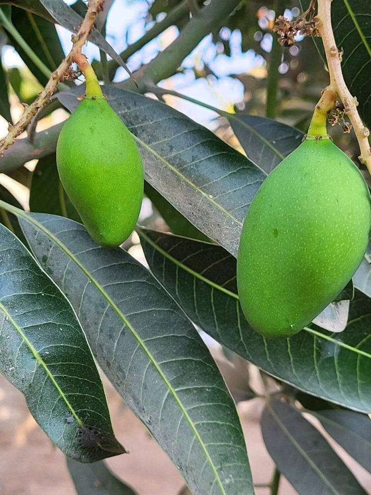 mangoes