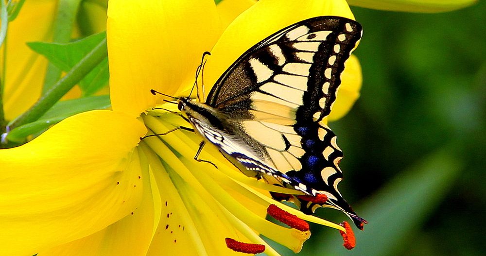 Photograph by Жанна Нечаева