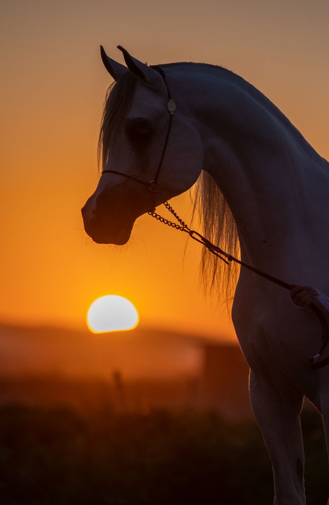 Фотография автора Mohammed sajd Abo ganem